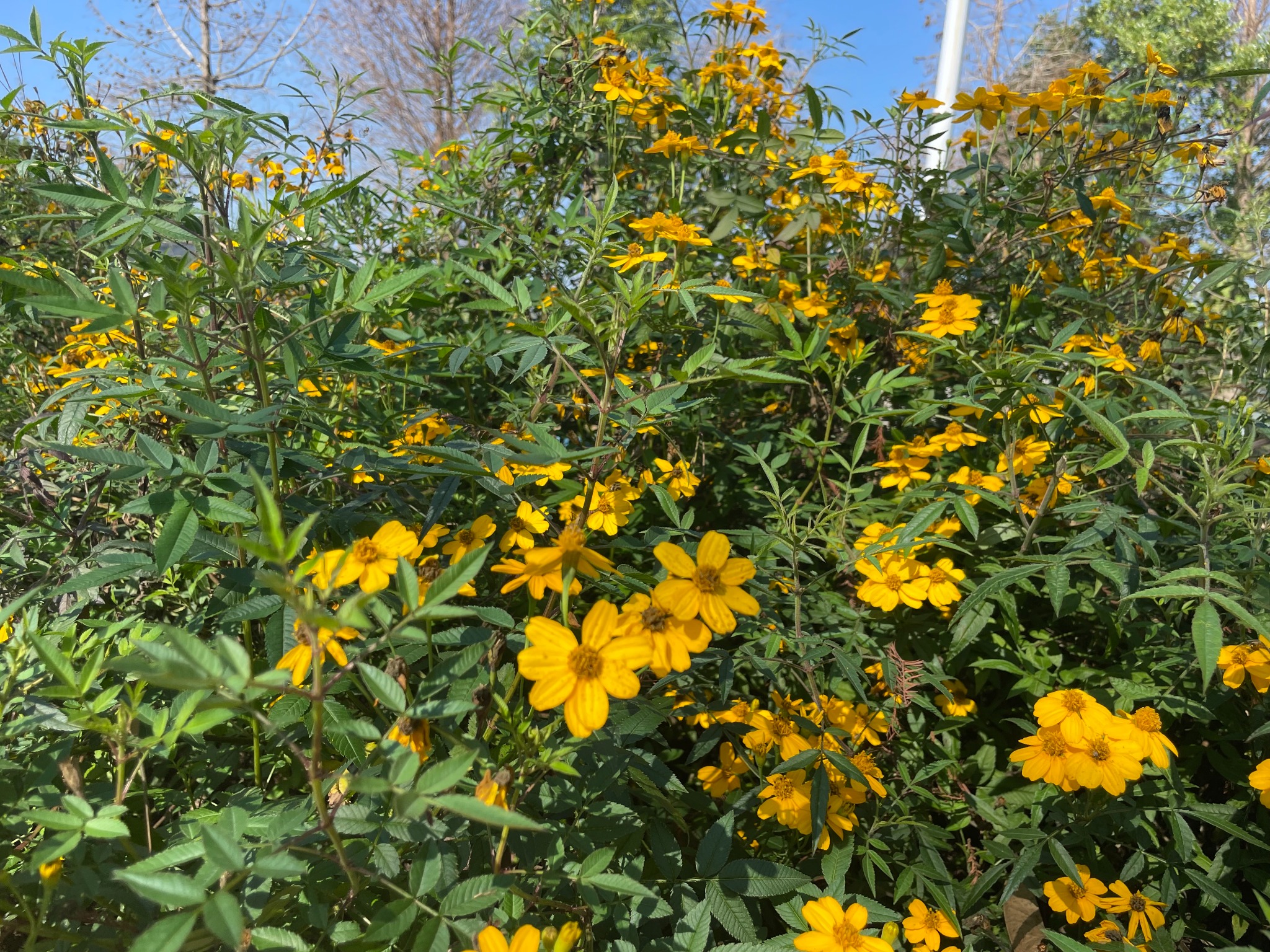 嶼蒔實際農園的開花植栽