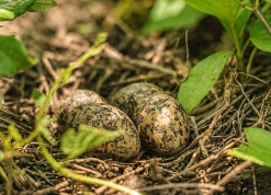 田間植物間發現的鳥巢與蛋